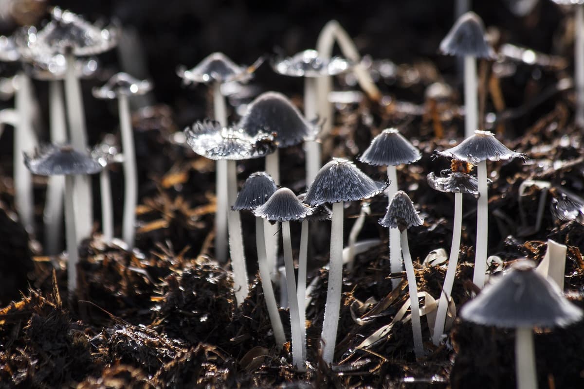 Hongos medicinales